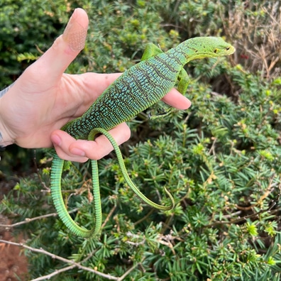 Green tree online monitor for sale